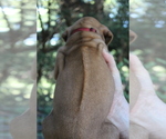 Small Photo #3 Rhodesian Ridgeback Puppy For Sale in ROCHESTER, WA, USA
