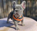 Puppy 2 French Bulldog