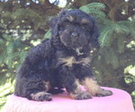 Small Photo #27 Cavapoo Puppy For Sale in THORP, WI, USA