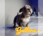 Image preview for Ad Listing. Nickname: GABBANA