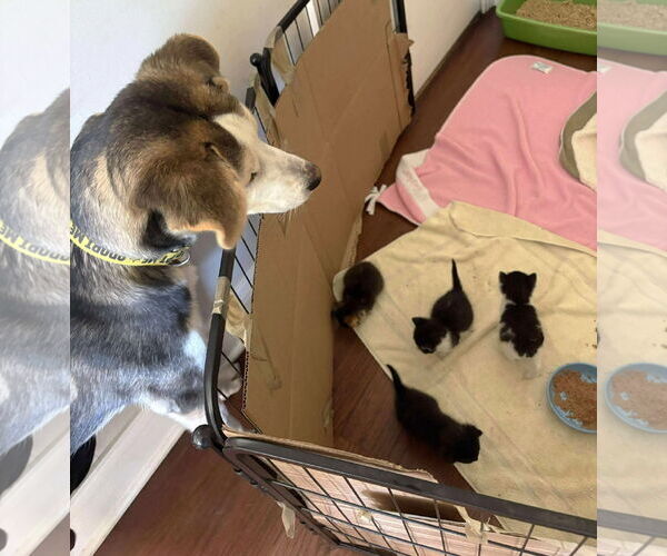 Medium Photo #9 Huskies -Unknown Mix Puppy For Sale in Boonton, NJ, USA