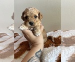 Image preview for Ad Listing. Nickname: Maltipoos