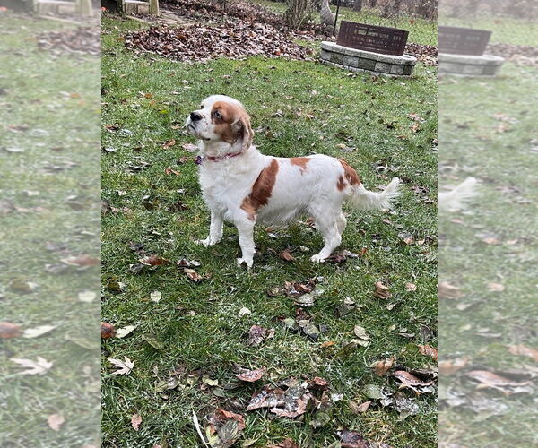 Medium Photo #1 Cocker Spaniel Puppy For Sale in Brights Grove, Ontario, Canada