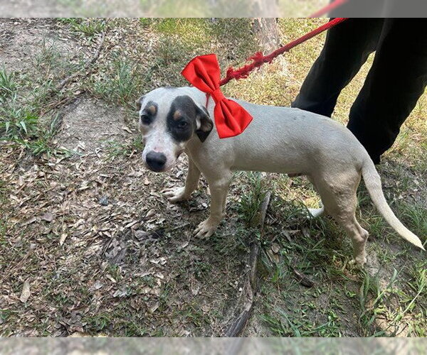 Medium Photo #1 Mutt Puppy For Sale in Houston, TX, USA