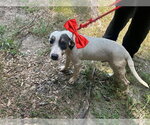 Small Mutt