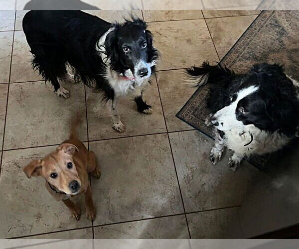 Medium Photo #5 Labrador Retriever-Unknown Mix Puppy For Sale in MECHANICSBURG, PA, USA