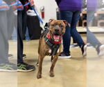 Small #5 American Pit Bull Terrier-American Staffordshire Terrier Mix
