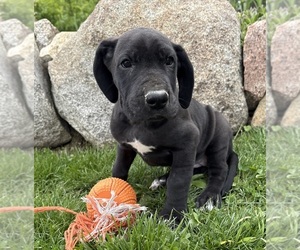 Great Dane Puppy for sale in MIDDLEBURY, IN, USA