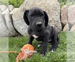 Small Great Dane