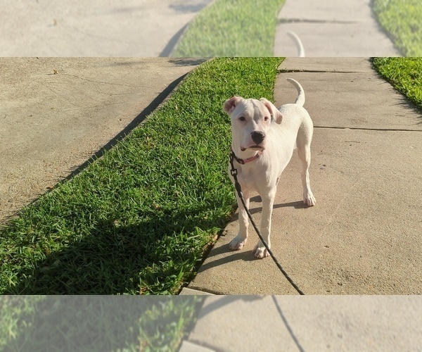 Medium Photo #3 Dogo Argentino Puppy For Sale in KATY, TX, USA