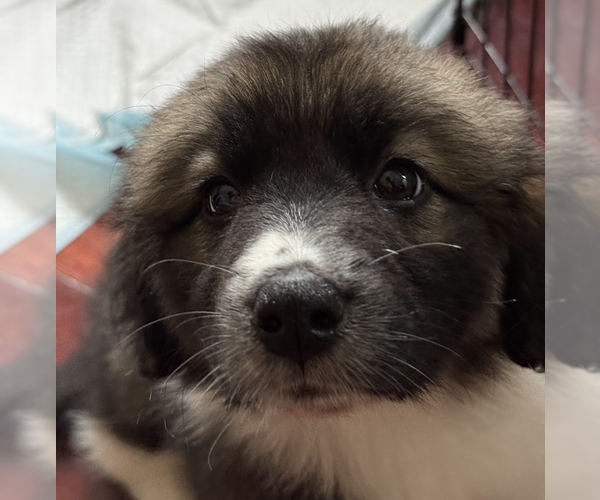 Medium Photo #4 Border Collie-Unknown Mix Puppy For Sale in Brooklyn, NY, USA