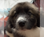 Small #3 Border Collie Mix