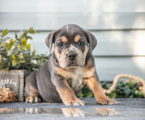 Medium Photo #7 Beabull Puppy For Sale in MILLERSBURG, OH, USA