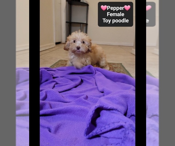 Medium Photo #2 Poodle (Toy) Puppy For Sale in TUCSON, AZ, USA