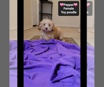 Small #1 Poodle (Toy)