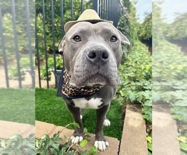 Medium Photo #7 American Staffordshire Terrier-Unknown Mix Puppy For Sale in Redlands, CA, USA