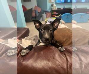 Borador Dogs for adoption in Plainfield, IL, USA