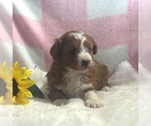 Cavapoo Puppy for sale in ARTHUR, IL, USA