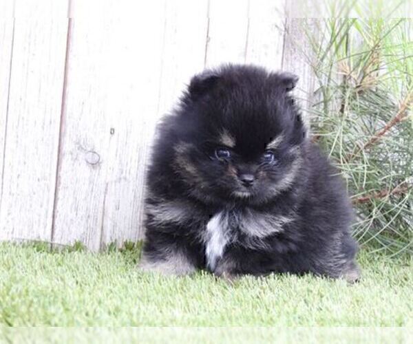 Medium Photo #17 Pomeranian Puppy For Sale in BOSTON, MA, USA