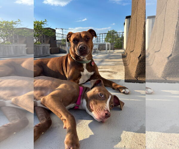 Medium Photo #26 Mutt Puppy For Sale in Philadelphia, PA, USA