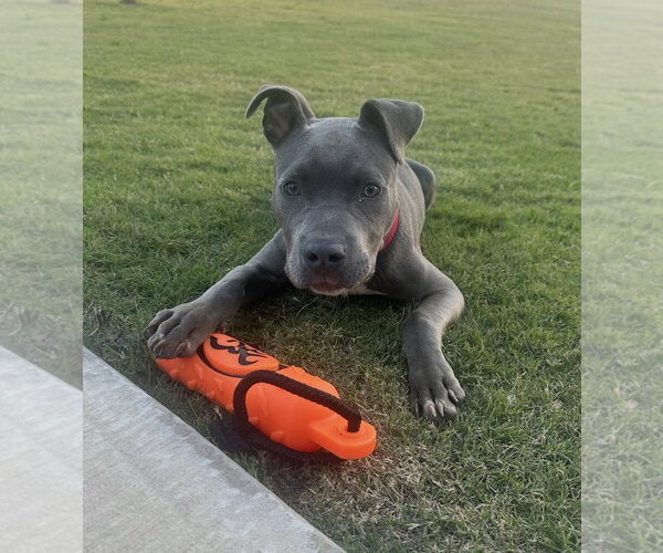 Medium Photo #4 Mutt Puppy For Sale in Rockaway, NJ, USA