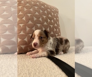 Medium Miniature Australian Shepherd
