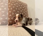 Puppy Puppy 1 CJ Miniature Australian Shepherd