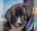 Small #4 American Bulldog-Chocolate Labrador retriever Mix