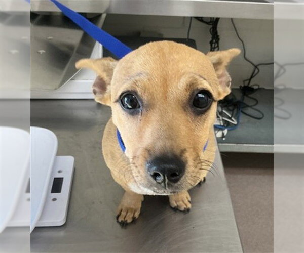 Medium Photo #1 Mutt Puppy For Sale in San Bernardino, CA, USA