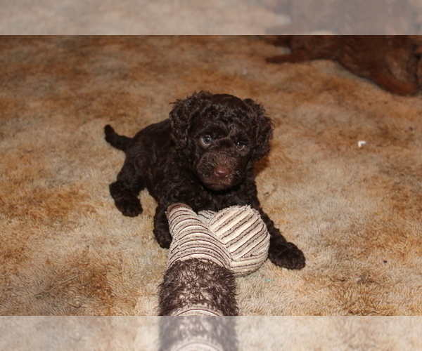 Medium Photo #5 Miniature Labradoodle Puppy For Sale in MANHEIM, PA, USA