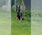 Small Photo #1 German Shepherd Dog Puppy For Sale in PITTSBURGH, PA, USA