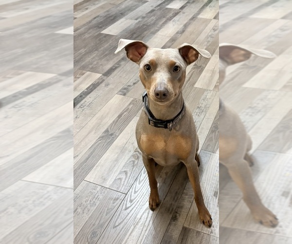 Medium Photo #1 Miniature Pinscher Puppy For Sale in HONOR, MI, USA