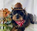 Puppy Buckshot Schnoodle (Miniature)