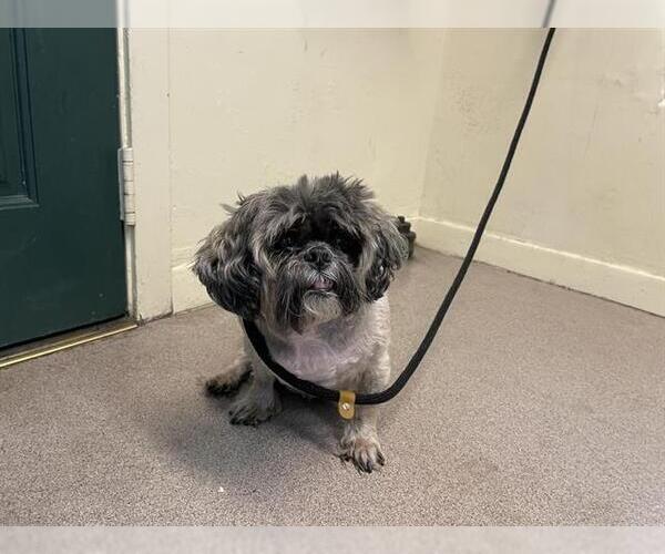 Medium Photo #1 Shih Tzu Puppy For Sale in Pasadena, CA, USA