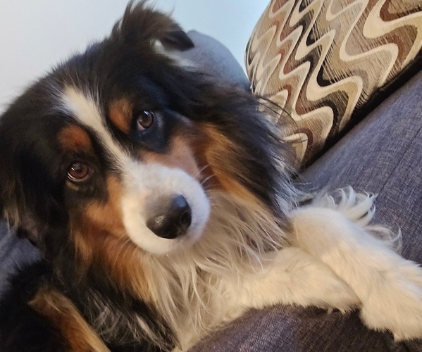 Medium Photo #1 Miniature Australian Shepherd Puppy For Sale in LARKSPUR, CO, USA