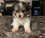 Puppy Max Shiranian