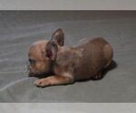 Small #3 French Bulldog