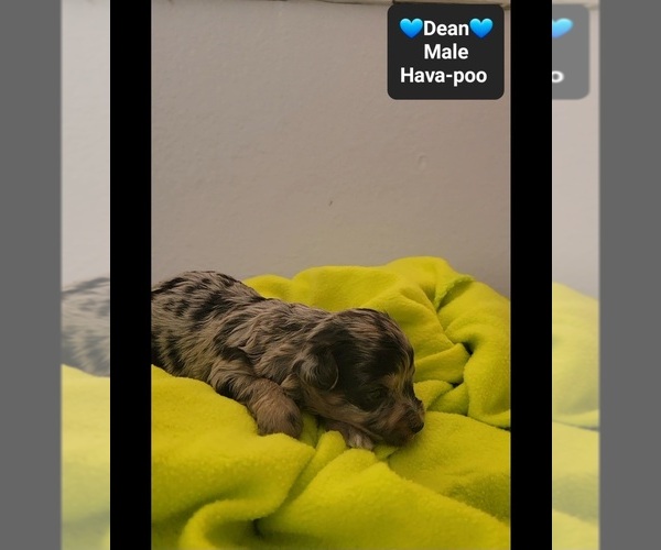 Medium Photo #2 Havapoo Puppy For Sale in TUCSON, AZ, USA