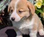 Small Photo #28 Pembroke Welsh Corgi Puppy For Sale in GOSHEN, IN, USA