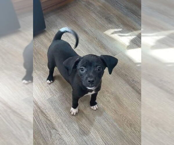 Medium Photo #2 Chihuahua-Unknown Mix Puppy For Sale in New London, WI, USA