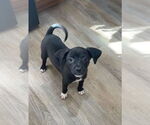 Small #1 Chihuahua Mix