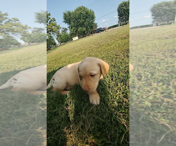 Medium Photo #13 Labrador Retriever Puppy For Sale in SHELBYVILLE, IN, USA
