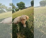 Small #11 Labrador Retriever