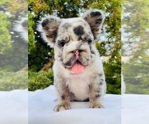 French Bulldog Puppy for sale in LITITZ, PA, USA