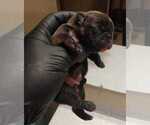 Small Photo #3 French Bulldog Puppy For Sale in CHULA VISTA, CA, USA