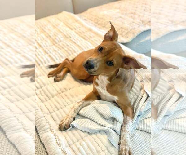 Medium Photo #4 Mutt Puppy For Sale in pomfret, CT, USA