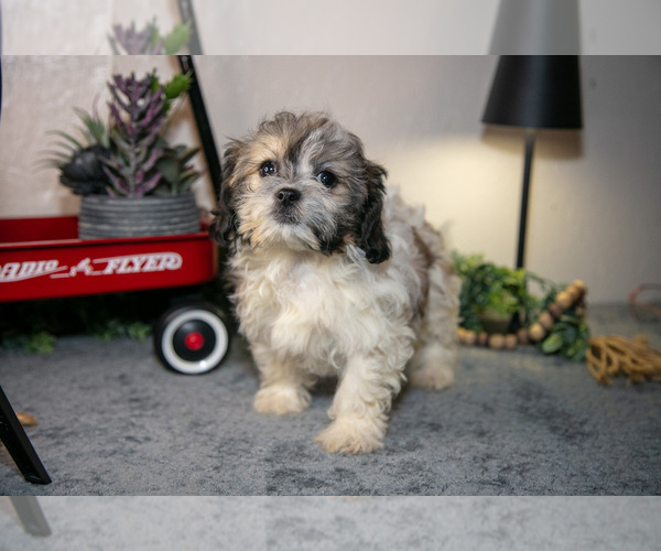 Medium Photo #21 Zuchon Puppy For Sale in SHILOH, OH, USA