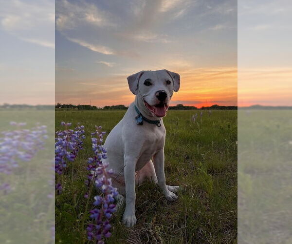 Medium Photo #9 Bulloxer Puppy For Sale in Minneapolis, MN, USA
