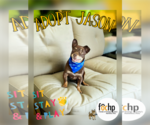 Small #1 Chihuahua