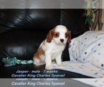 Small Photo #2 Cavalier King Charles Spaniel Puppy For Sale in CLARKRANGE, TN, USA